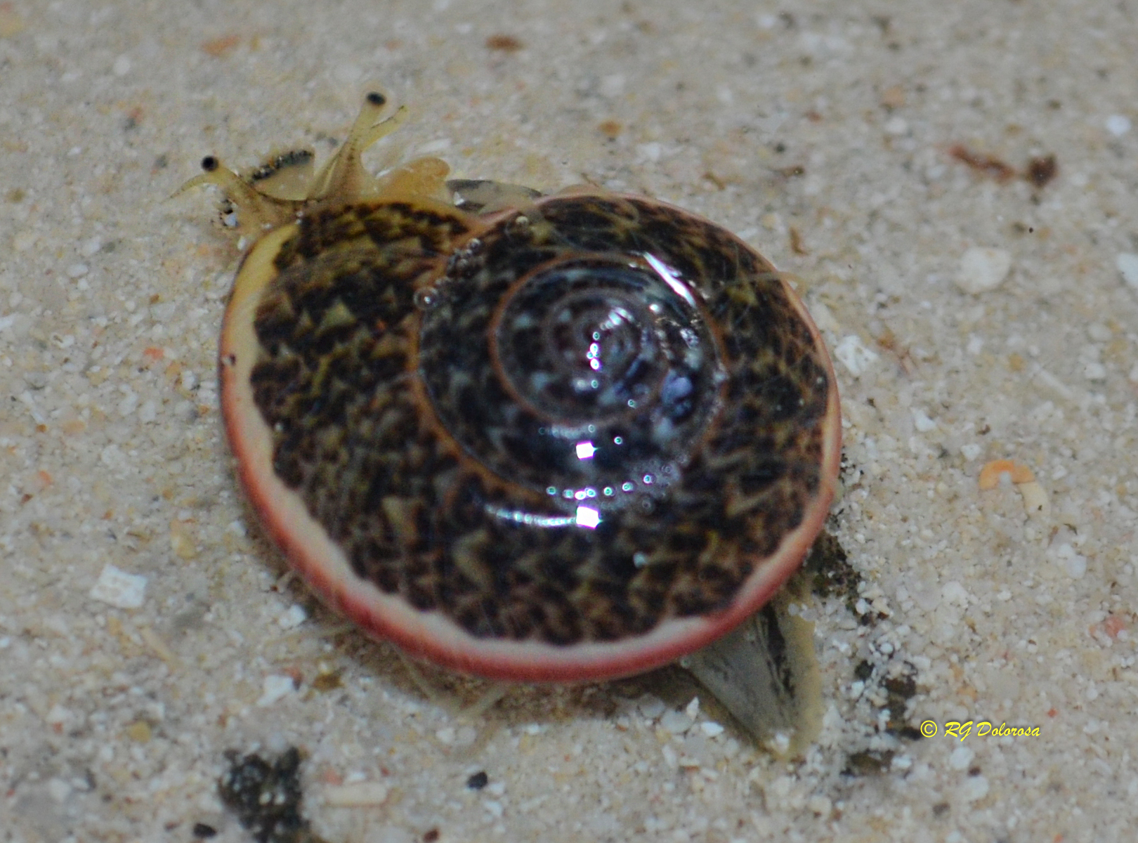 Umbonium vestiarum