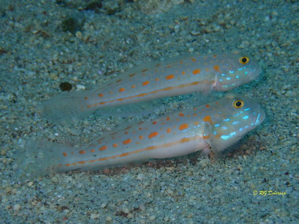 Valenciennea puellaris