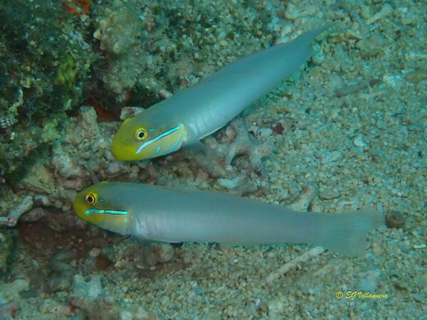 Valenciennea strigata