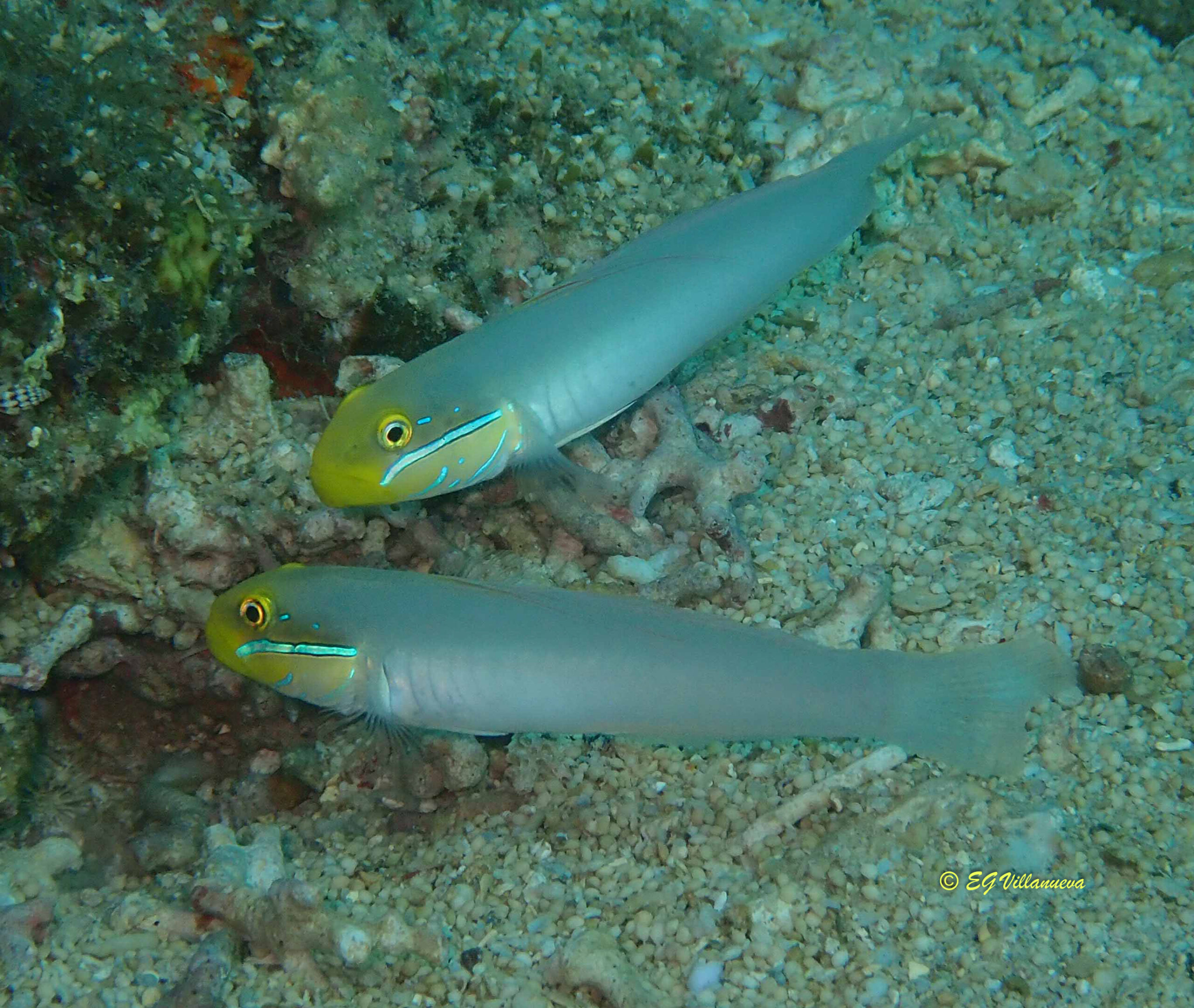 Valenciennea strigata