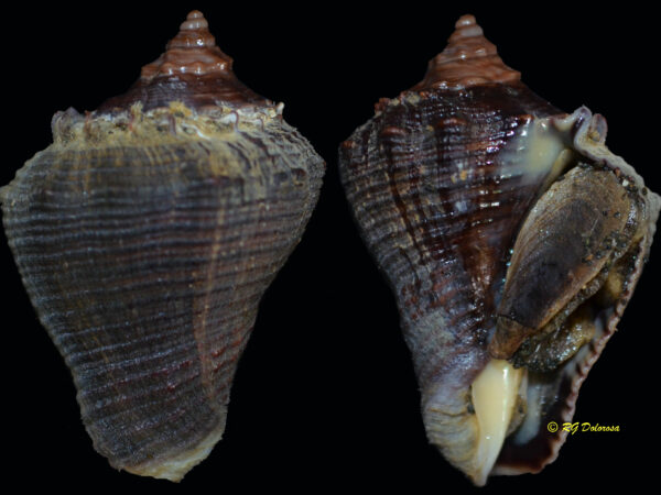 Volema myristica
