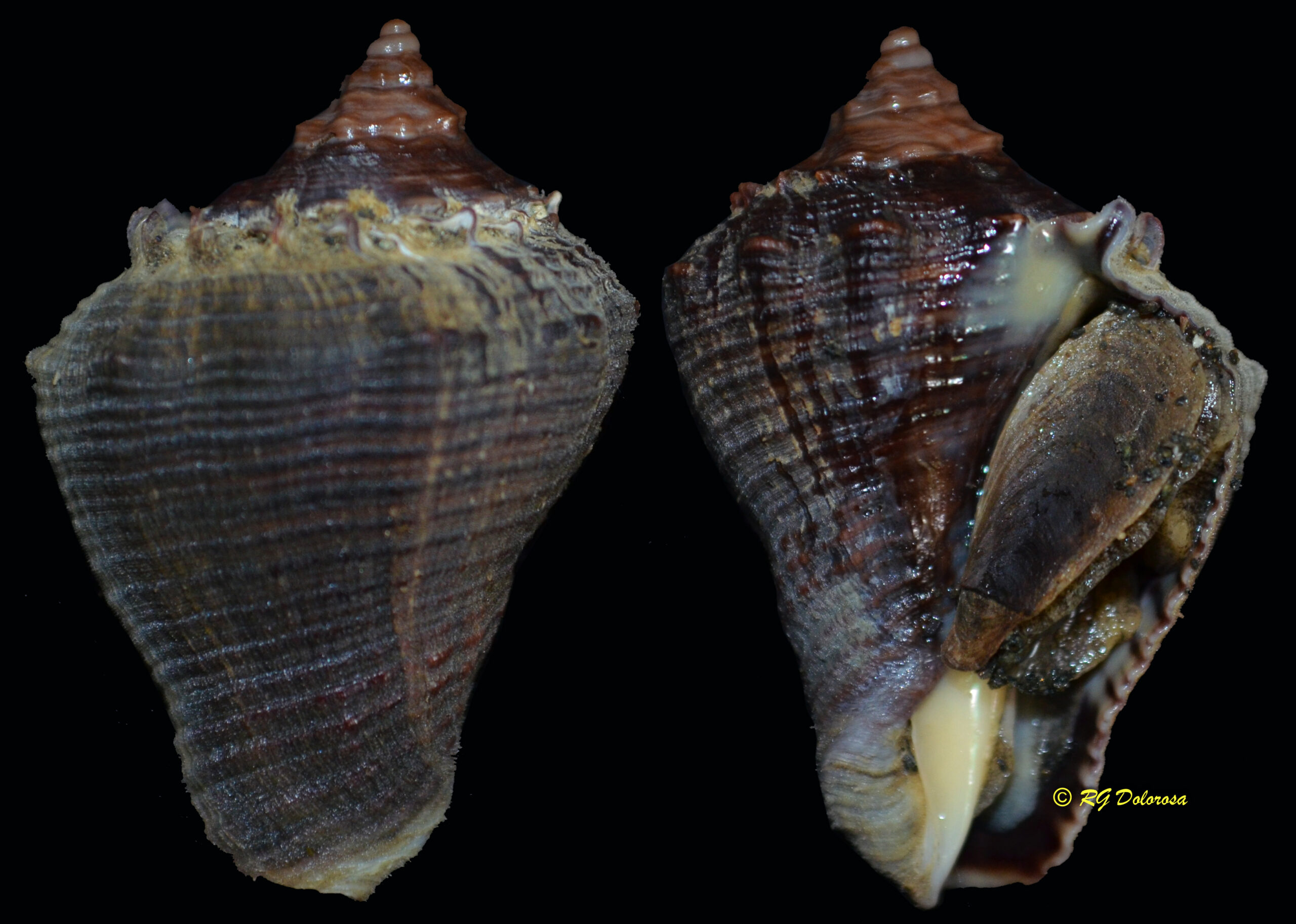 Volema myristica