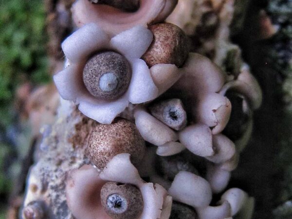 Geastrum Sp.