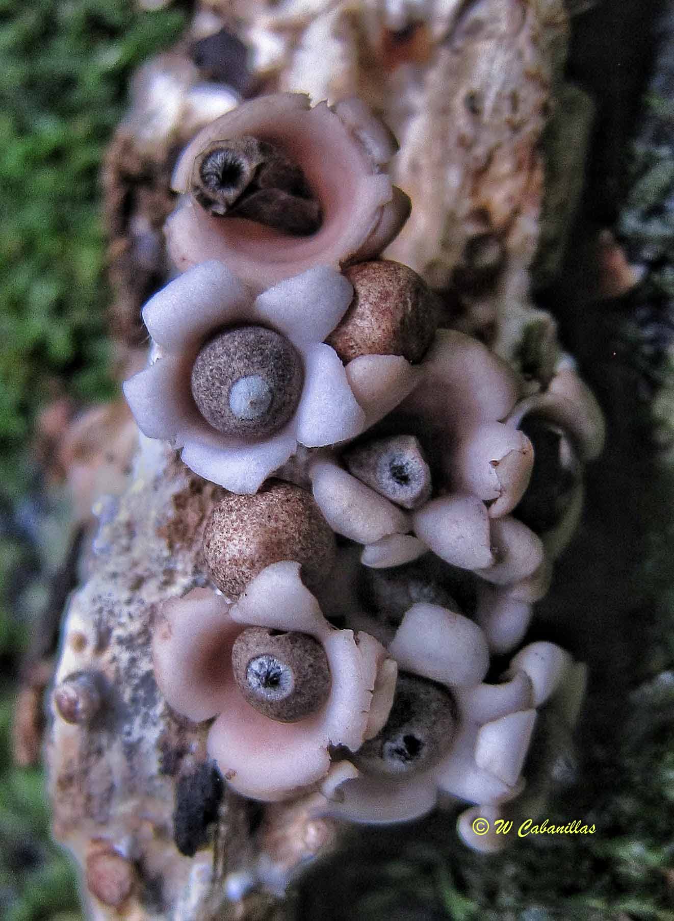 Geastrum Sp.