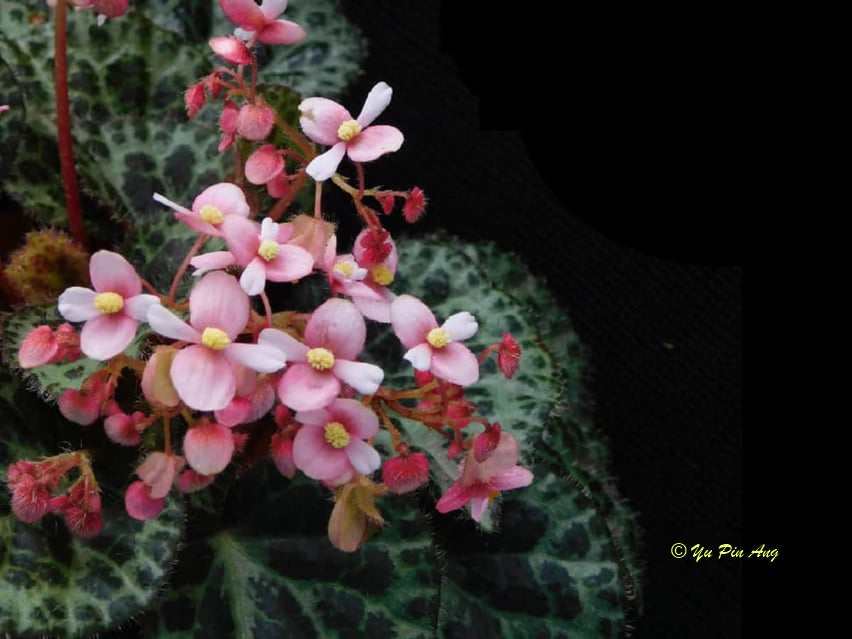 Begonia cabanillasii