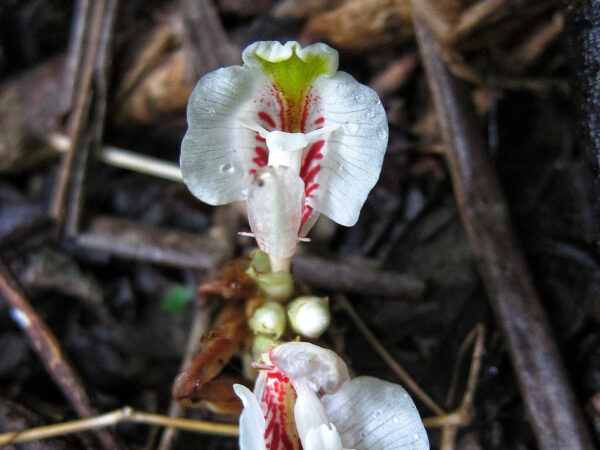 Amomum palawanensis