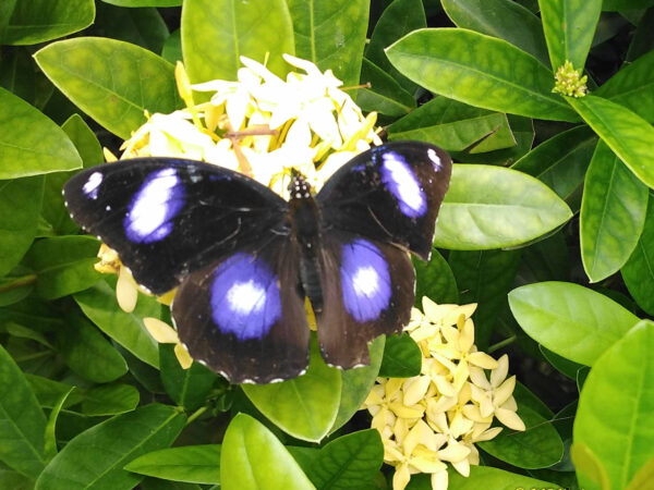Hypolimnas bolina