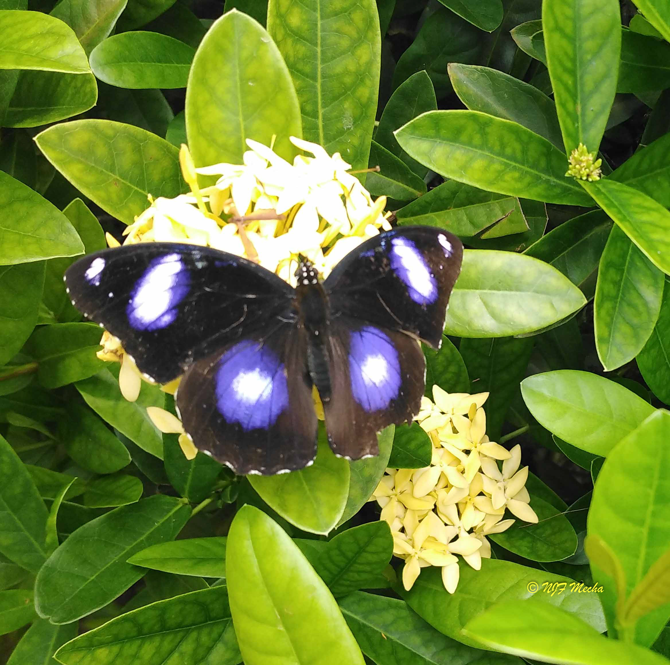 Hypolimnas bolina