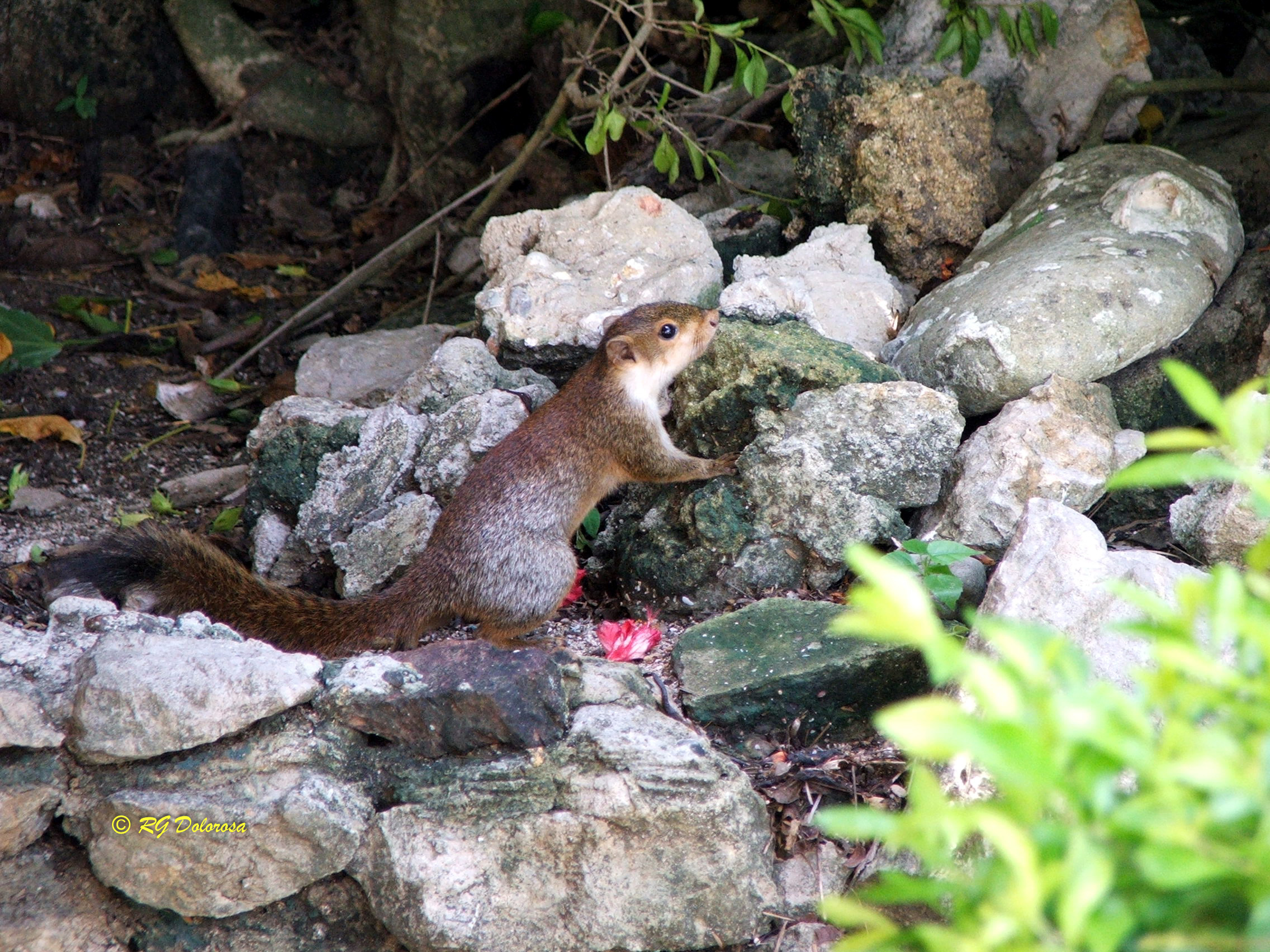 Sundasciurus rabori