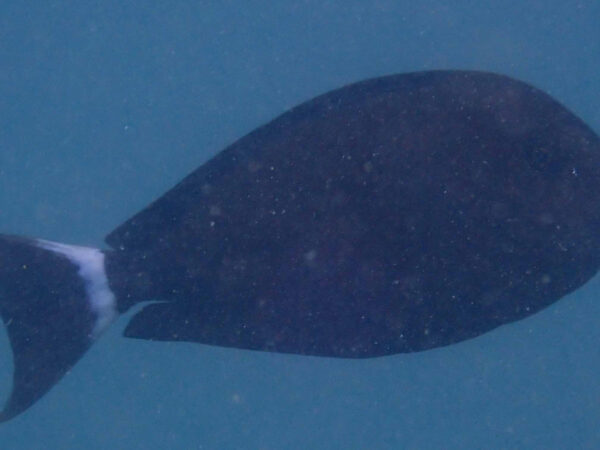 Acanthurus grammoptilus