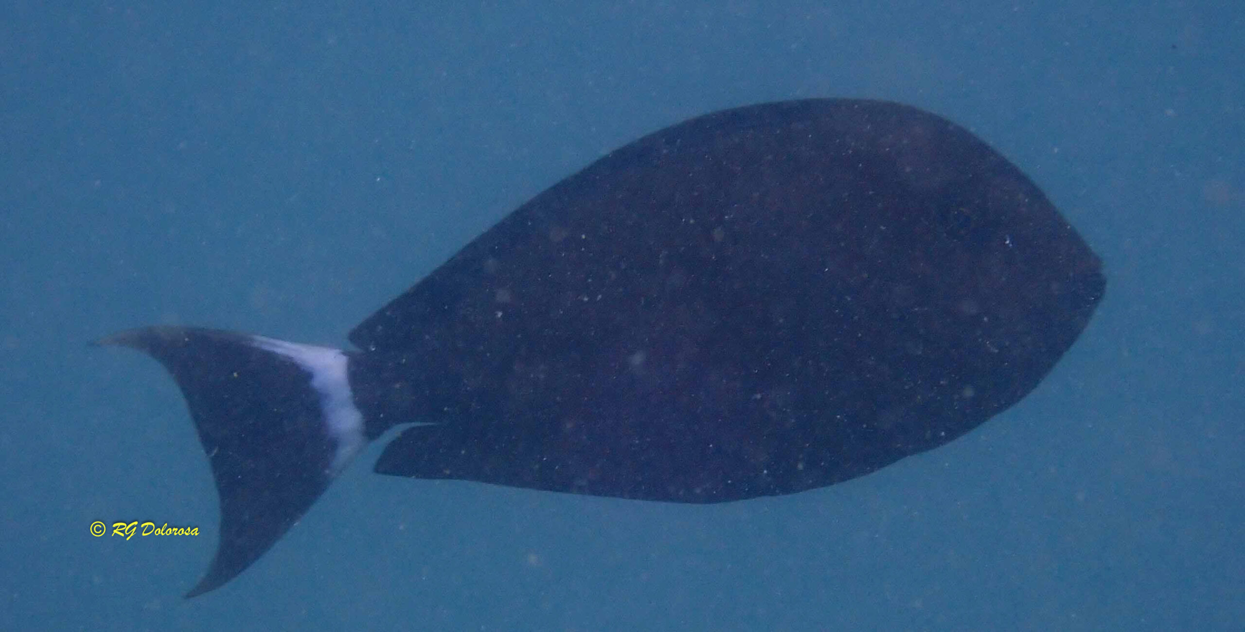 Acanthurus grammoptilus