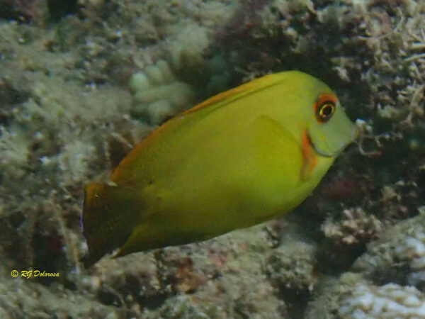 Acanthurus pyroferus