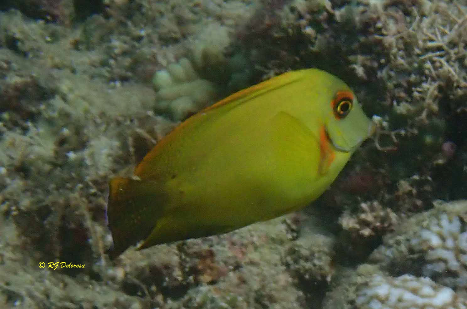Acanthurus pyroferus