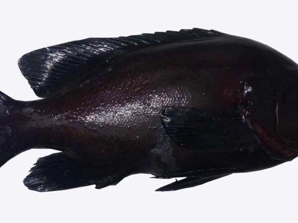Aethaloperca rogaa