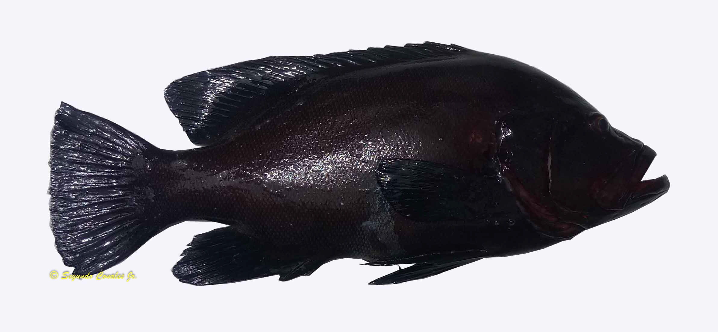 Aethaloperca rogaa