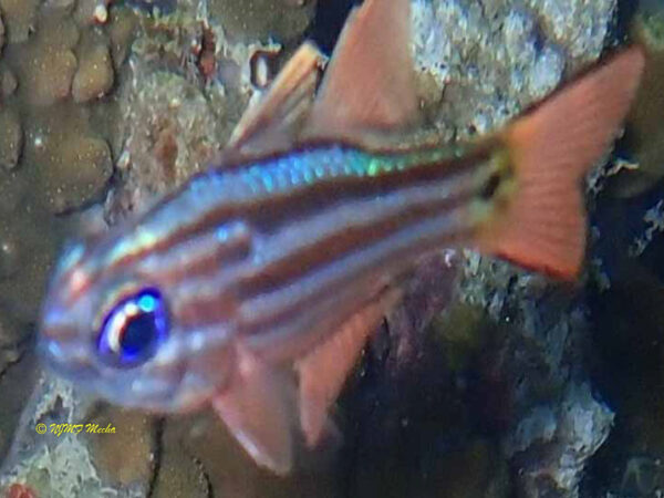 Osthorhinchus compressus