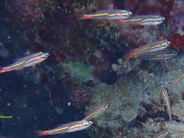 Osthorhincus parvulus