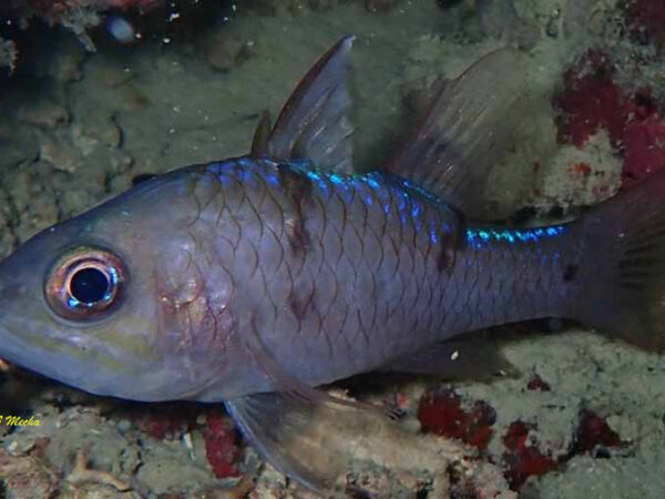 Pristicon rhodopterus