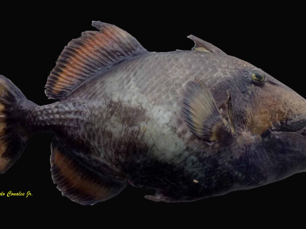 Balistoides viridescens (Bloch & Schneider, 1801)