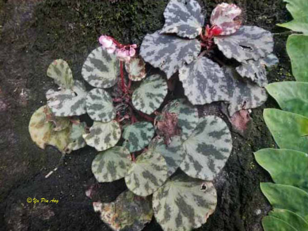 Begonia beijnenii