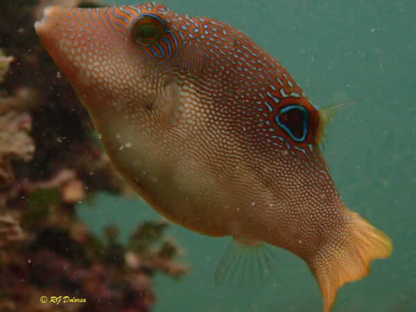 Canthigaster compressa