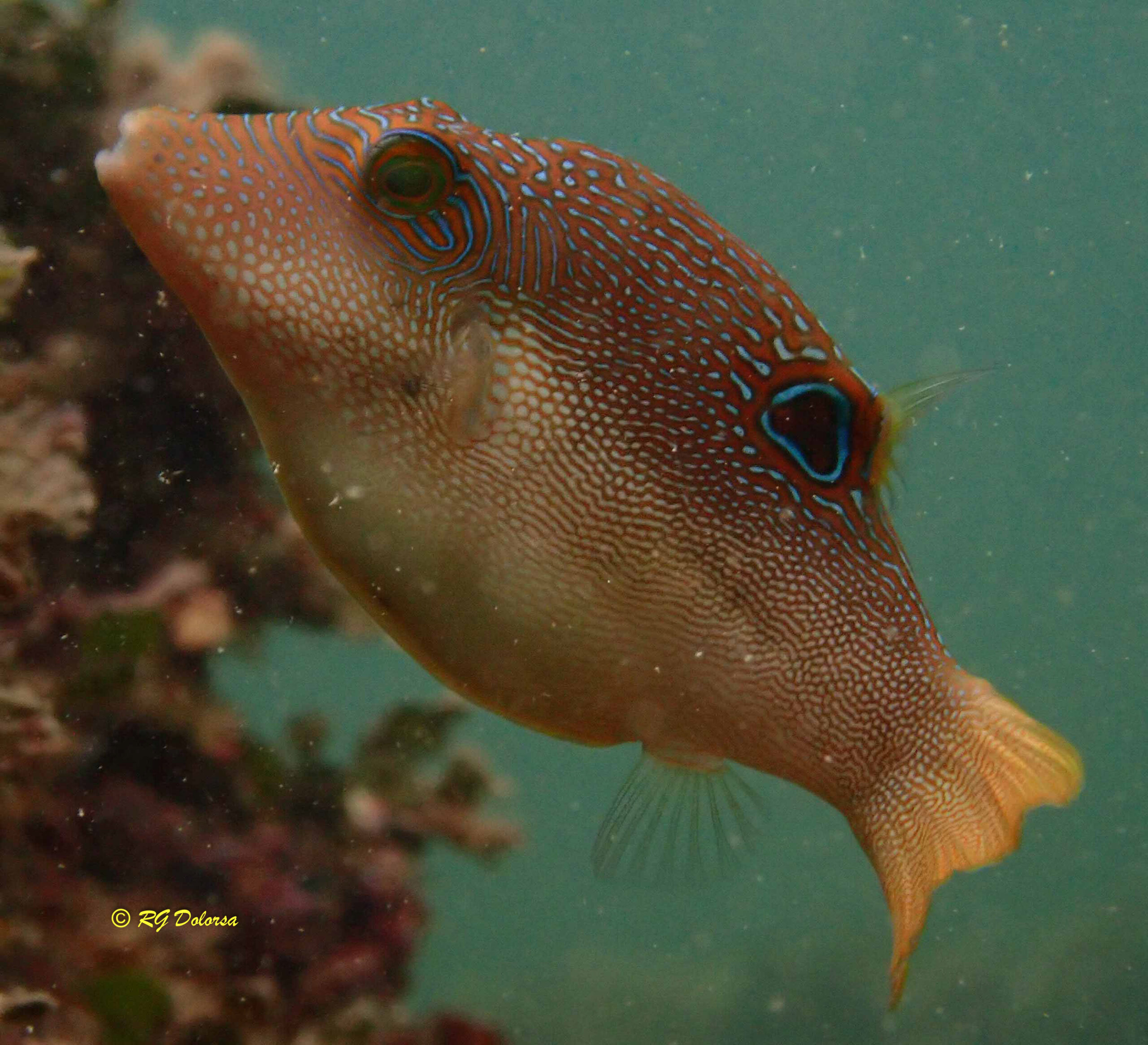 Canthigaster compressa
