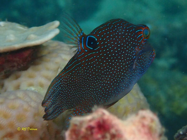 Canthigaster papua
