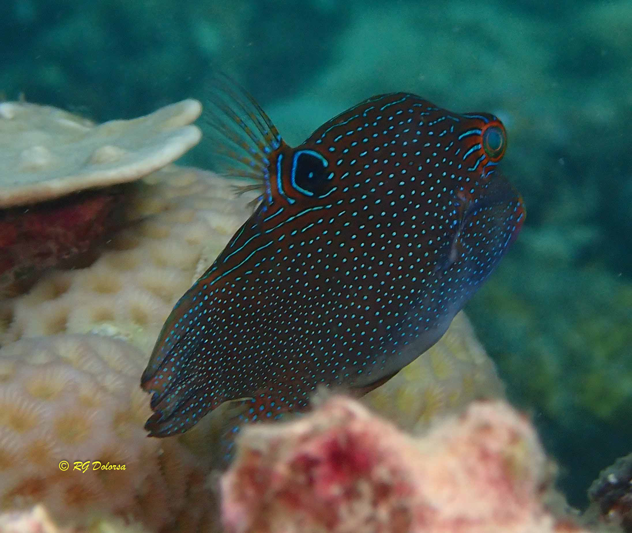 Canthigaster papua