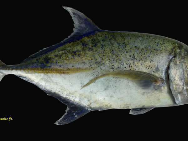 Caranx ignobilis