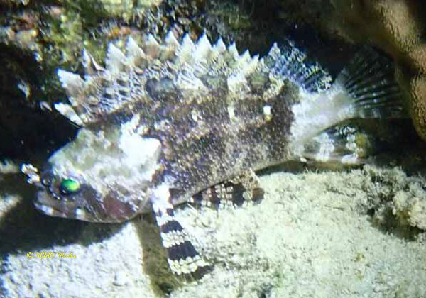 Centrogenys vaigensis