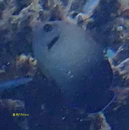 Centropyge vrolikii