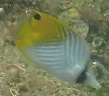 Chaetodon auriga