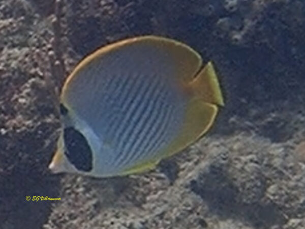 Chaetodon adiergastos