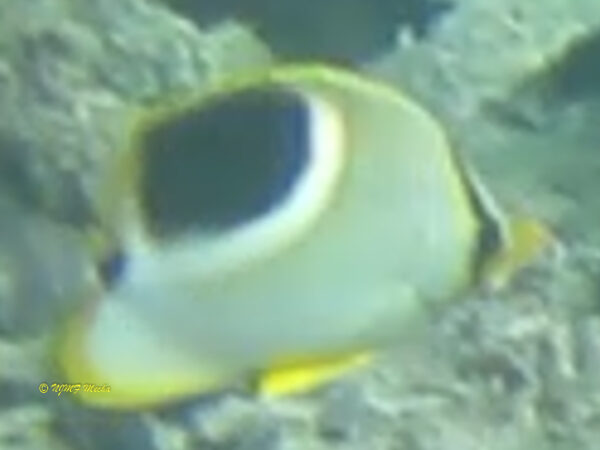 Chaetodon ephippium
