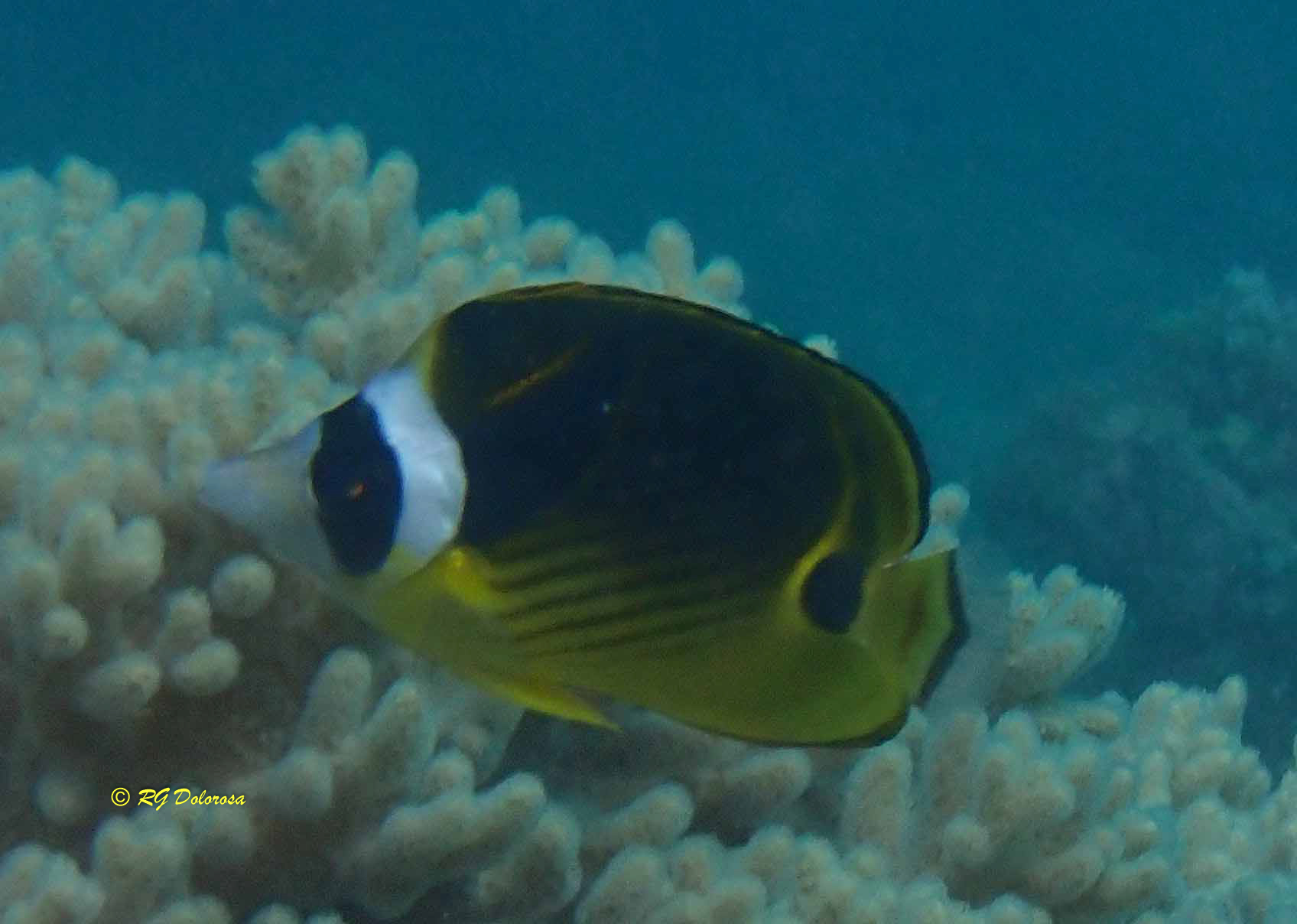 Chaetodon wiebeli