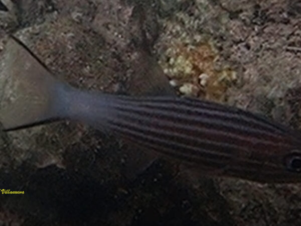 Cheilodipterus macrodon