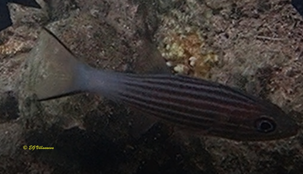 Cheilodipterus macrodon