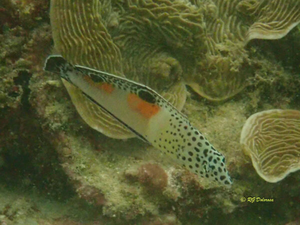 Coris aygula