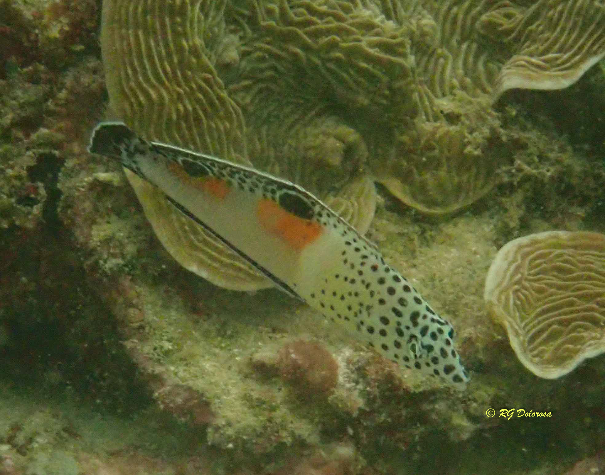 Coris aygula