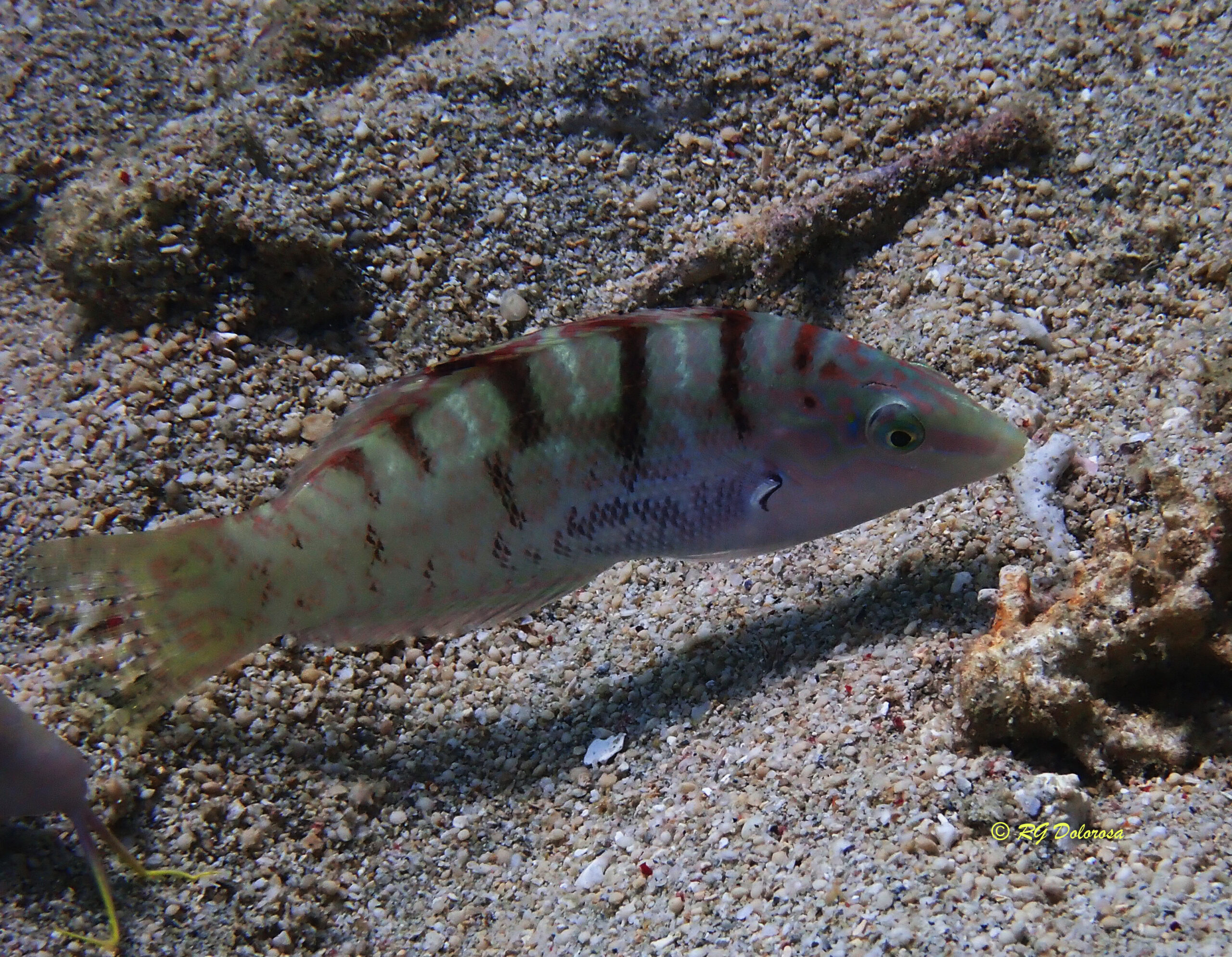 Coris batuensis