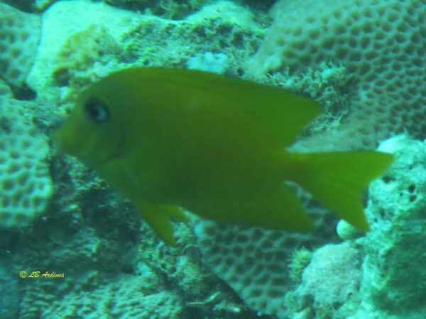 Ctenochaetus cyanocheilus