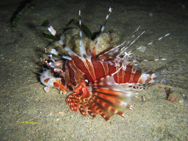 Dendrochirus zebra