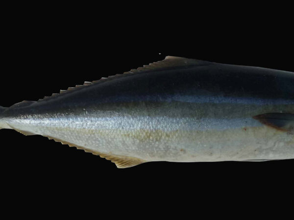 Elagatis bipinnulatus