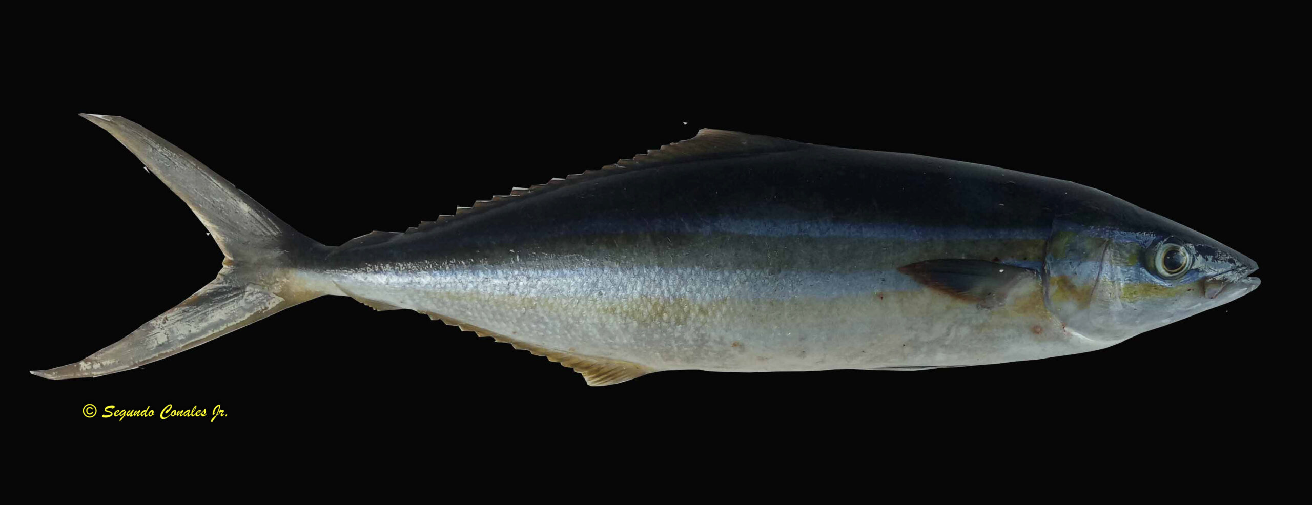Elagatis bipinnulatus