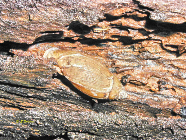 Ellobium aurisjudae