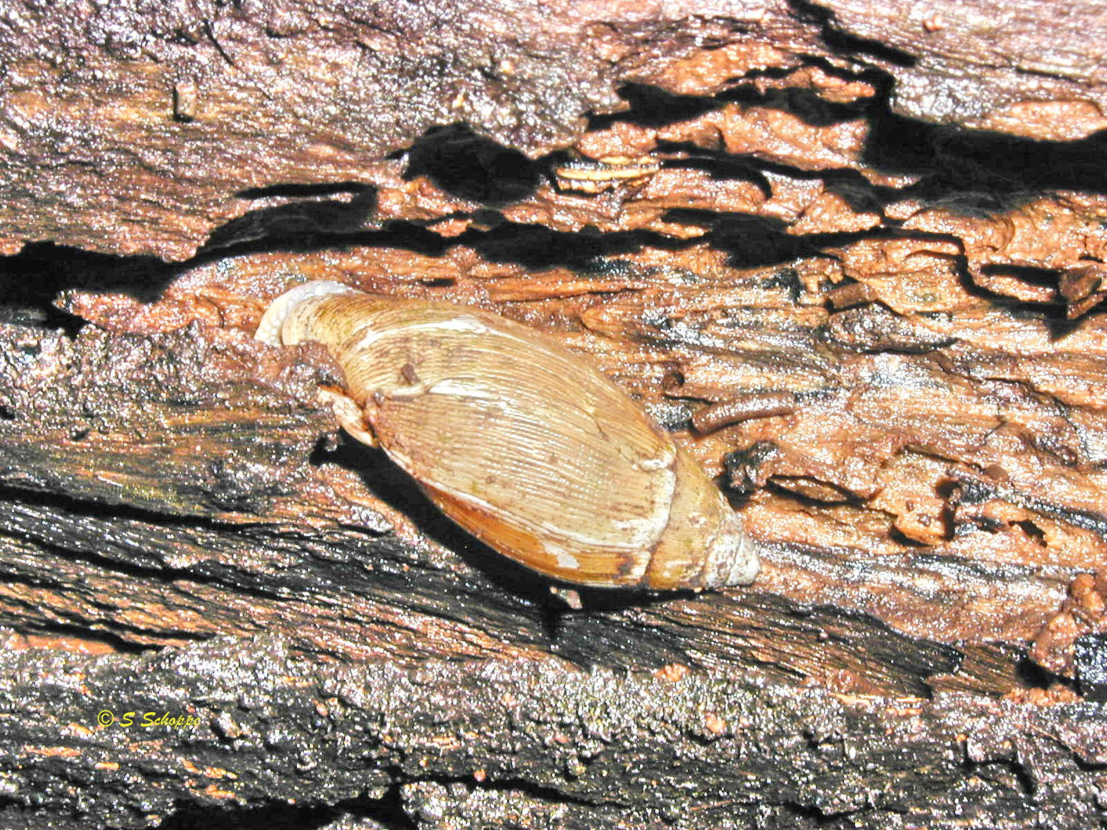 Ellobium aurisjudae