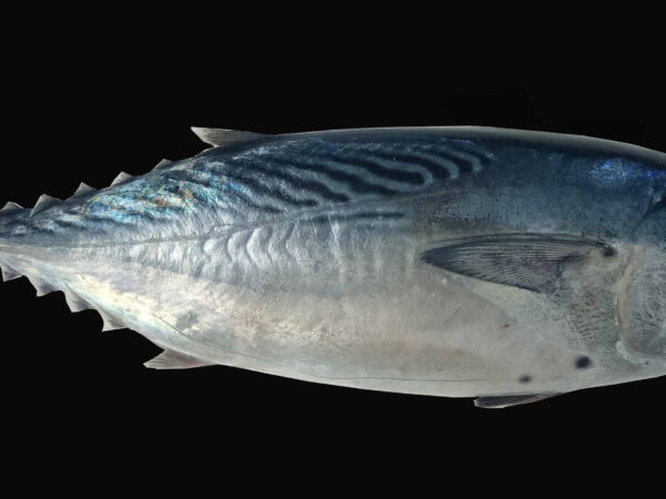 Euthynnus affinis
