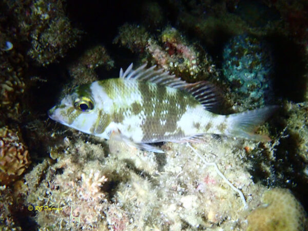 Gymnocranius griseus