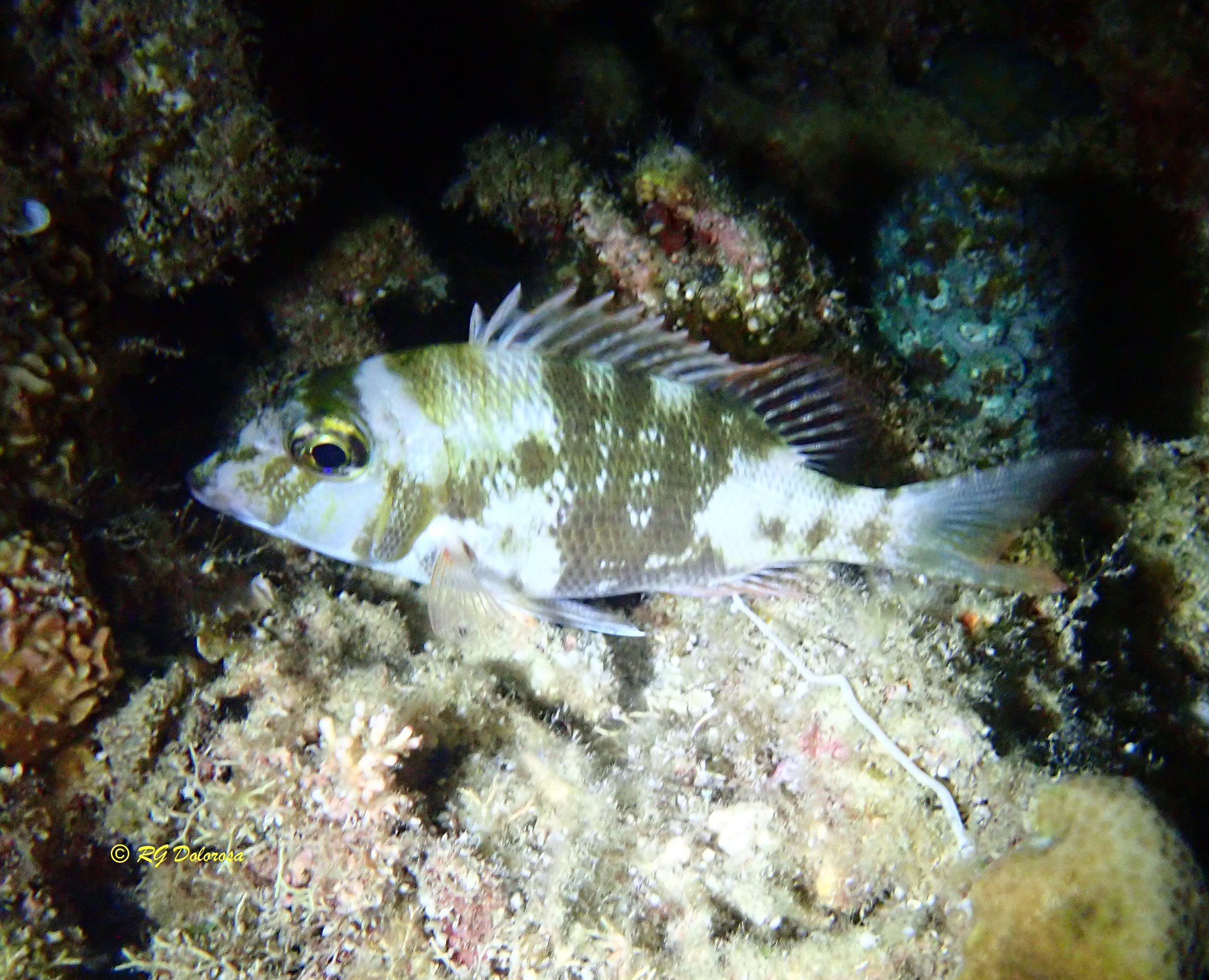Gymnocranius griseus