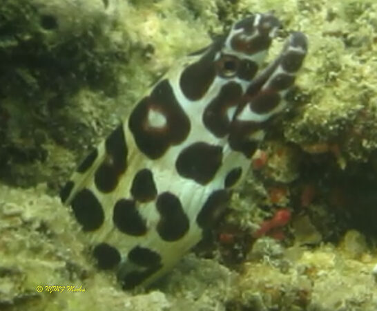 Gymnothorax  isingteena